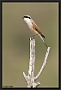 Grauwe Klauwier, Red-backed Shrike, Lanius collurio Location: Lafionas, Greece (Lesbos) grauwe klauwier MG 9055 kopie